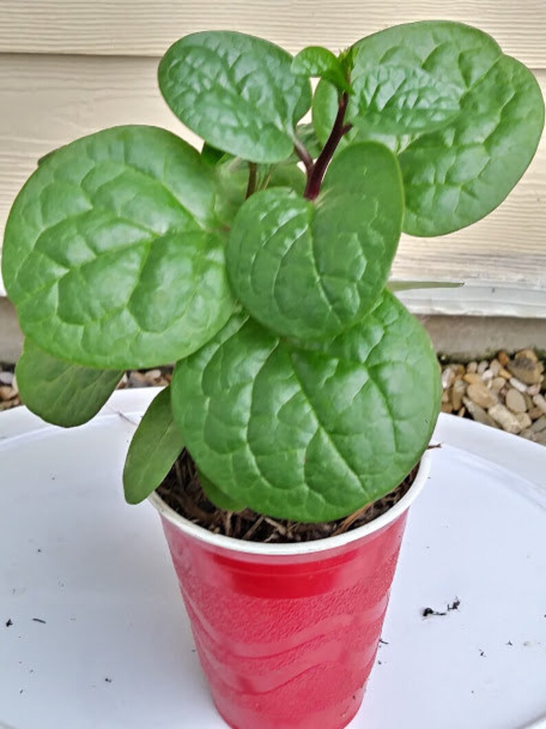Red Vine Malabar Spinach 50 Vegetable Seeds – Basella Alba Ceylon Spin – Canada
