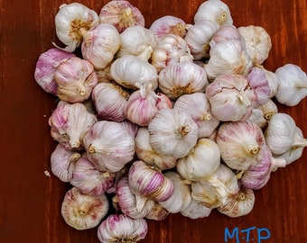 Garlic Bulbs  1LBS - Garlic Bulbs For Planting Easy to Grow - Outdoor Planting