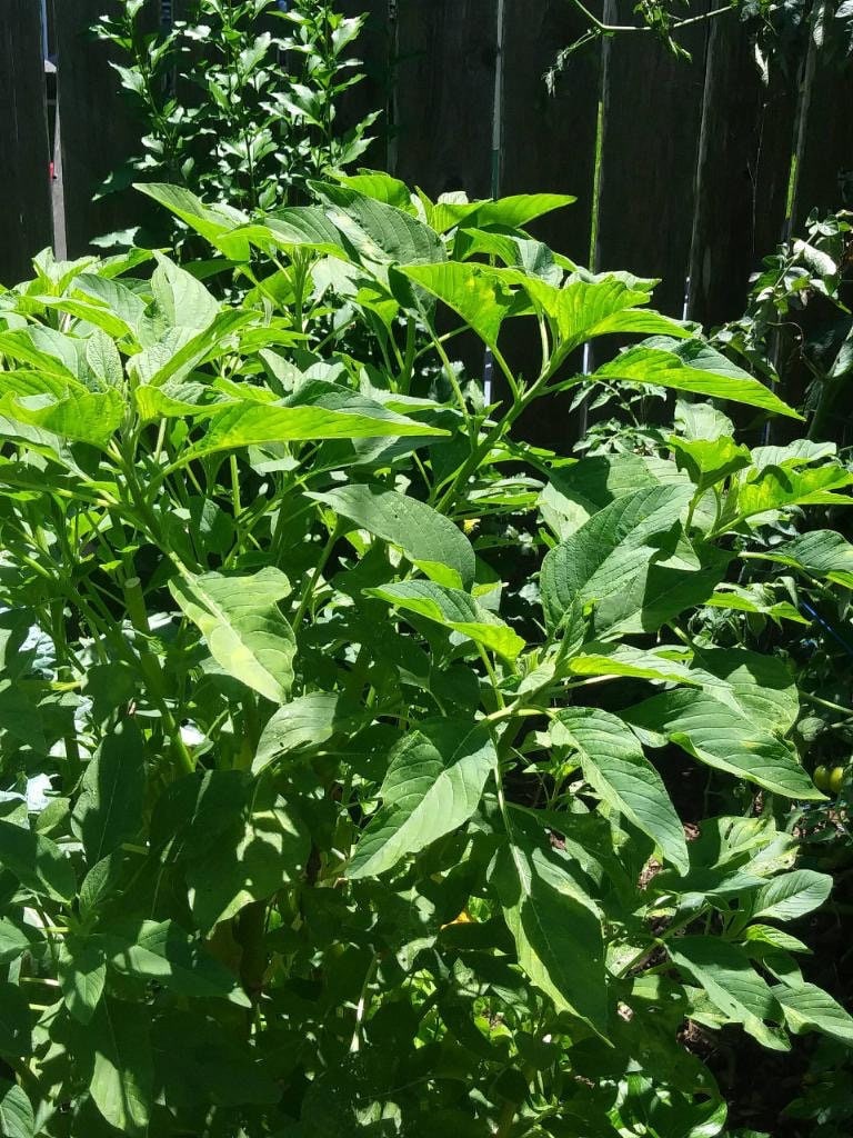Green SEEDS (African spinach, efo tete, callaloo, Amaranthus hybridus, green amaranth, alefo, efo, bayam, efo shoko)