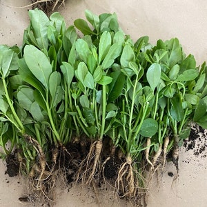 Waterleaf/ Jewels of Opar Rooted plugs , Surinam Spinach (Talinum Triangulare) Surinam Spinach Rooted Plant