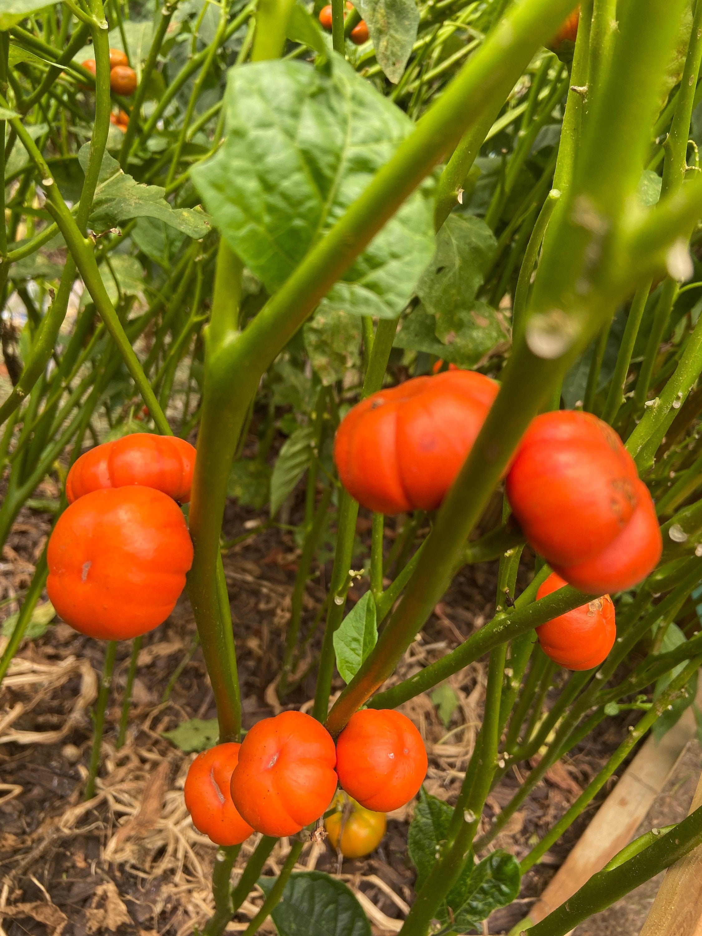 African Garden Egg SEEDS African eggplant Nigerian Garden Etsy
