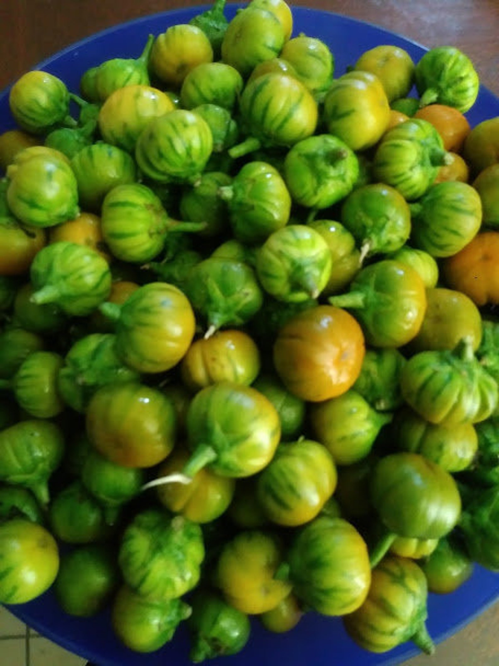 African Garden Egg SEEDS african Eggplant Nigerian Garden Etsy UK