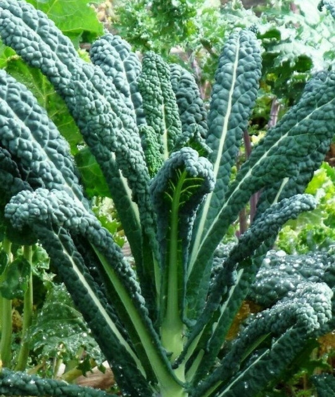 Dinosaur Kale Seeds Lacinato Kale Italian Tuscan Kale or Tuscany Black