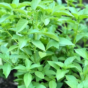 May include: A close-up of a lush green basil plant with vibrant leaves. The plant is growing in a garden setting.