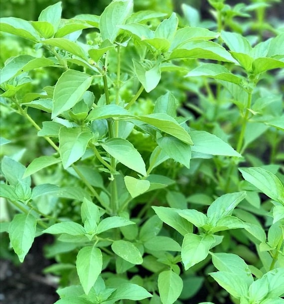 Lemon Basil, Aromatic Herb, Hoary Basil, Thai Lemon basil