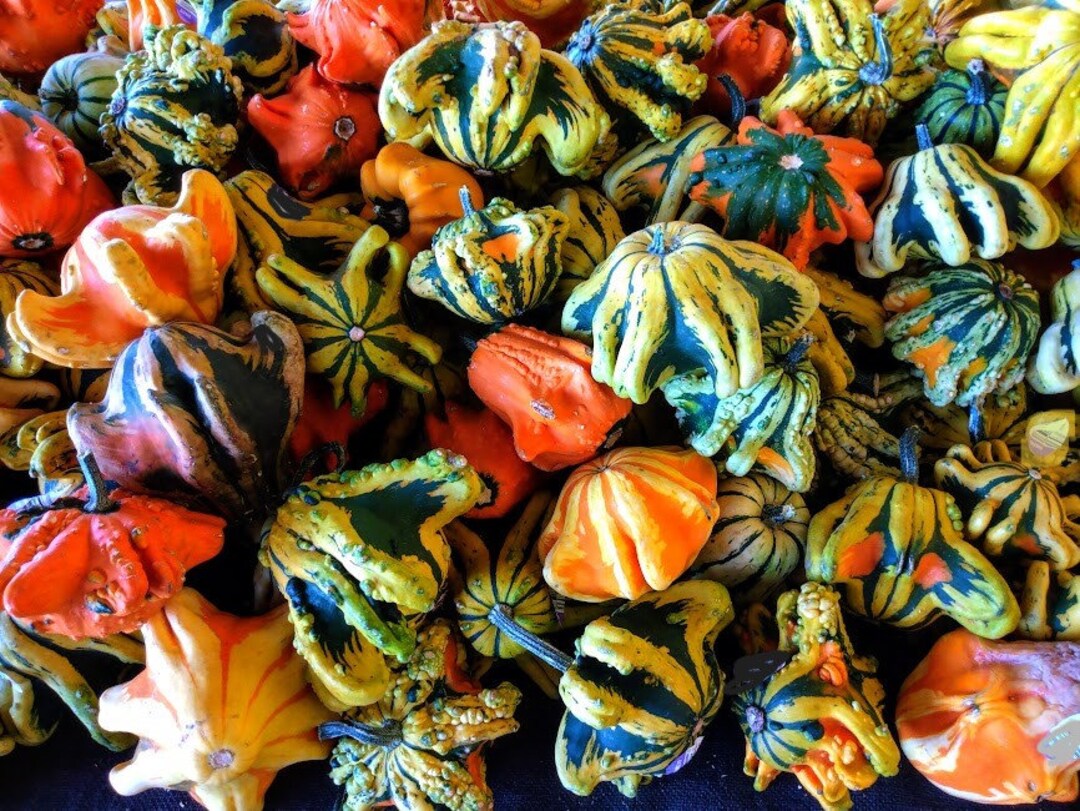 Daisy Gourd Seeds, Hard Shelled Gourd Seeds, Mini Gourd Seeds Etsy