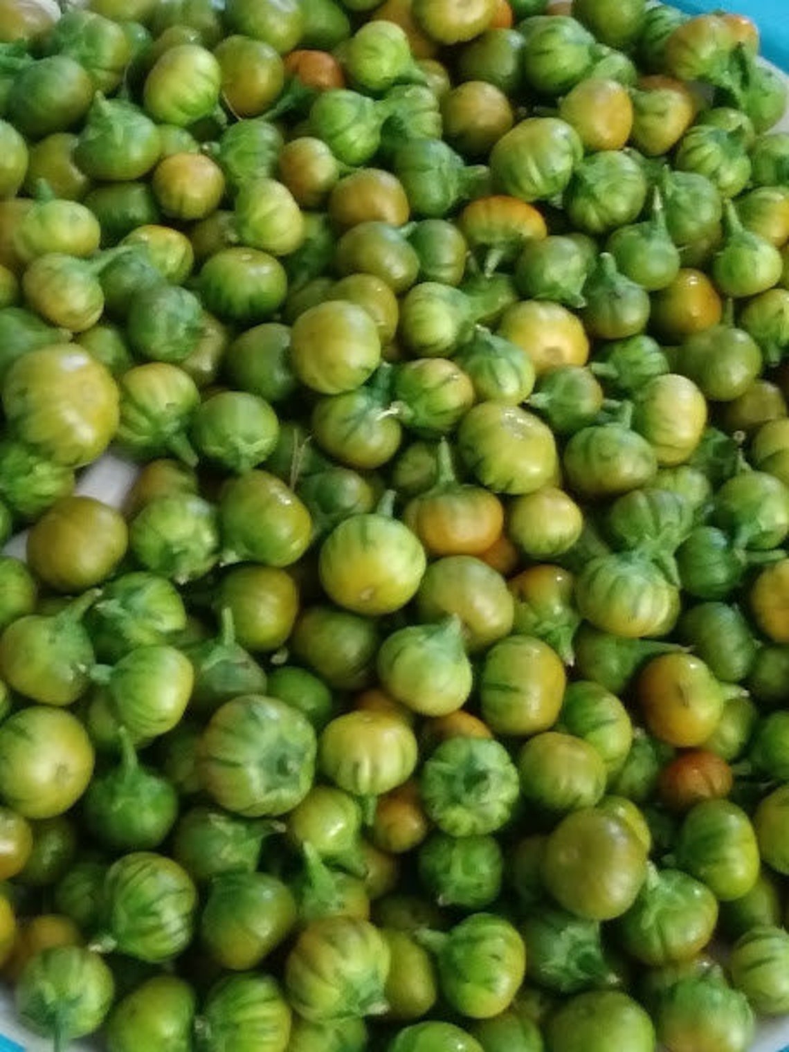 African Garden Egg SEEDS African eggplant Nigerian Garden Etsy