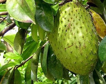 Soursop Tree Etsy