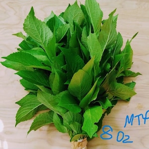 Fresh Scent Leaf Leaves, Fresh Nchanwu Leaves, Efirin Fresh Leaves, Ntonng, Efinrin,  Daidoya, 8 Oz to 1Lb Bunch cut leaves for cooking