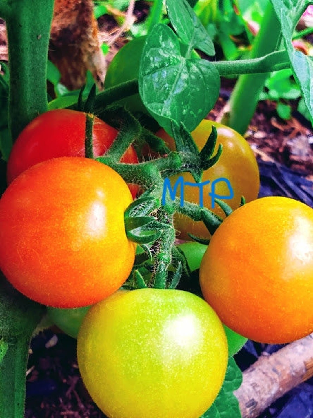 Husky Cherry Red Tomato Seeds, Garden Vegetable Etsy
