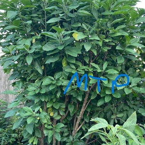 One Bitter Leaf Tree Plants (Bitterleaf, Onugbu, Cây Mật Gấu) Rooted in 18  oz to 4.5&quot; pot