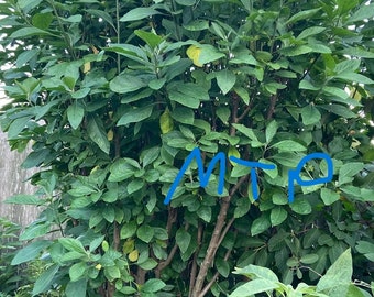 One Bitter Leaf Tree Plants (Bitterleaf, Onugbu, Cây Mật Gấu) Rooted in 18  oz to 4.5&quot; pot