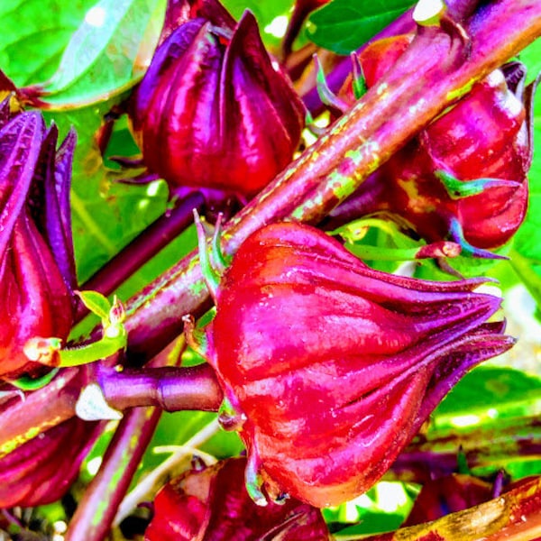 Cranberry Hibiscus Plant Etsy