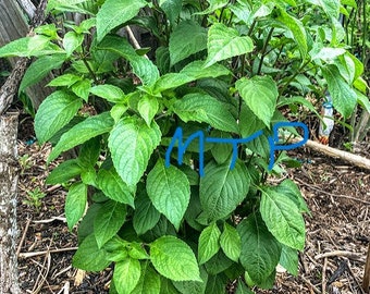 Scent Leaf Plant , ocimum gratissimum; Clove Basil, African Basil, Nchanwu, Efirin,   Daidoya, Efinrin, Ntonng,