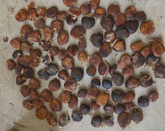 Ugu Seeds for planting,  Fluted Pumpkin  seeds for planting,  { Whole seeds }
