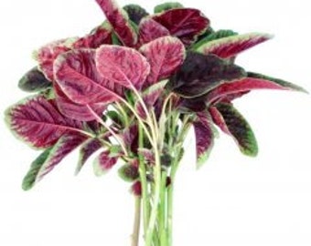 Red beauty amaranth, Yin choi, Chinese Spinach, Amaranthus tricolor Seeds , efo tete, callaloo, Amaranthus, alefo, efo, bayam, efo shoko)