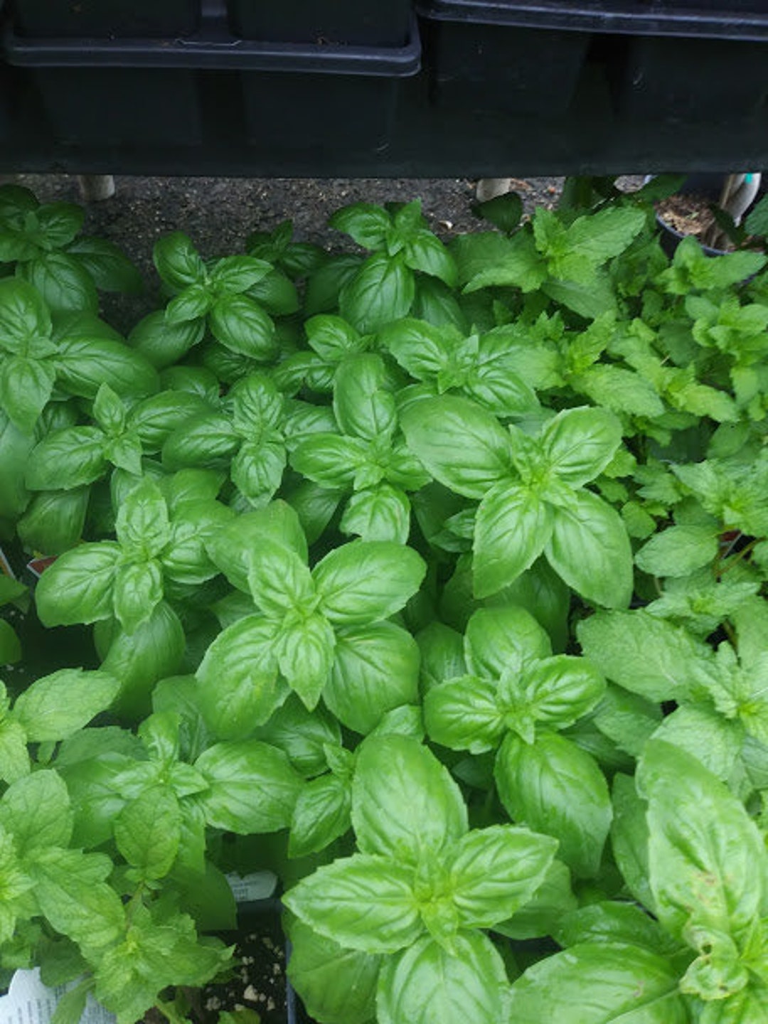 Italian Large Leaf Basil Seed Sweet Basil Seeds Large Leaf Etsy