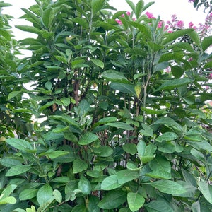 Bitter Leaf stem cutting for planting;  Onugbu,Cây Mật Gấu, Ewuro, Shiwaka, lá đắng, Vernonia amygdalina, bitter leave