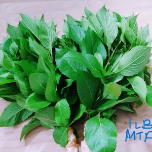 Fresh Scent Leaf Leaves, Fresh Nchanwu Leaves, Efirin Fresh Leaves, Ntonng, Efinrin,  Daidoya, 8 Oz to 1Lb Bunch cut leaves for cooking