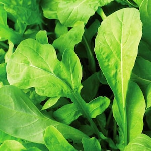 May include: Close-up of fresh green arugula leaves. The leaves are arranged in a cluster, showing their delicate texture and vibrant color.