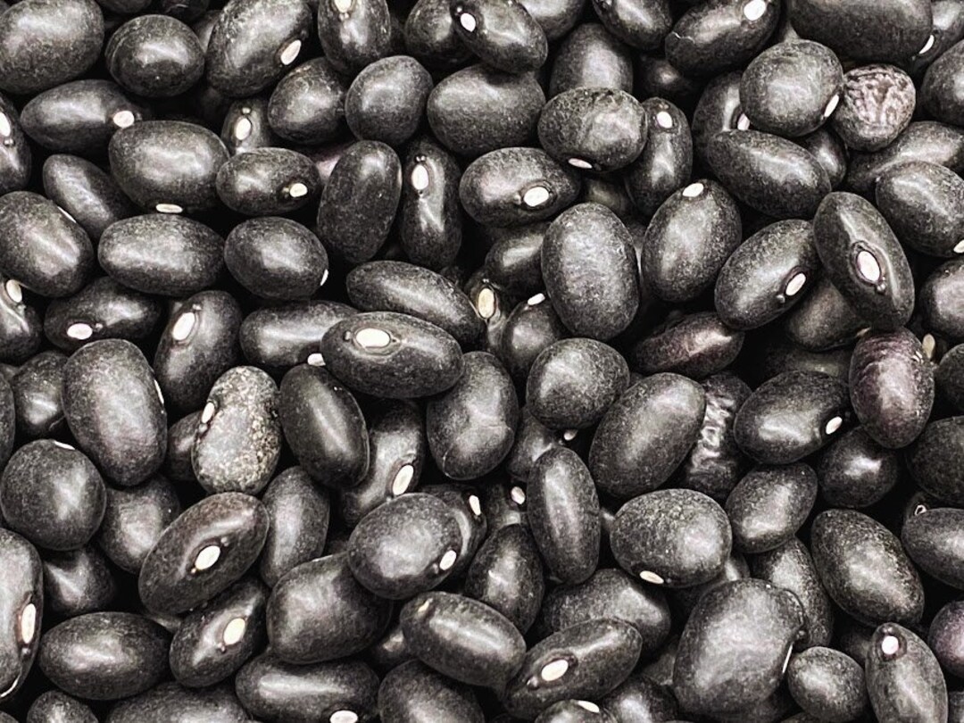 Bulk Black Beans Seeds Small Black Beans Etsy