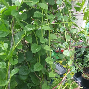 May include: A close-up of a lush green vine with heart-shaped leaves growing up a trellis. The vine is growing in a garden setting and has red stems.