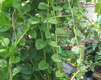 Malabar Spinach Seeds GREEN/RED STEM Basella alba, Alugbati, mồng tơi, pui, Vietnamese Spinach, poi Saag}