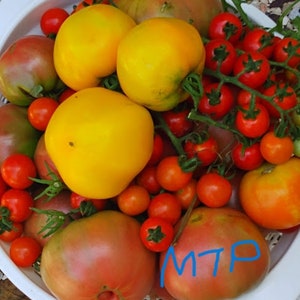 May include: A white bowl filled with a variety of red, yellow, and orange tomatoes. The tomatoes are arranged in a random pattern and some are still attached to their green vines. The bowl is sitting on a surface covered in small, white rocks.