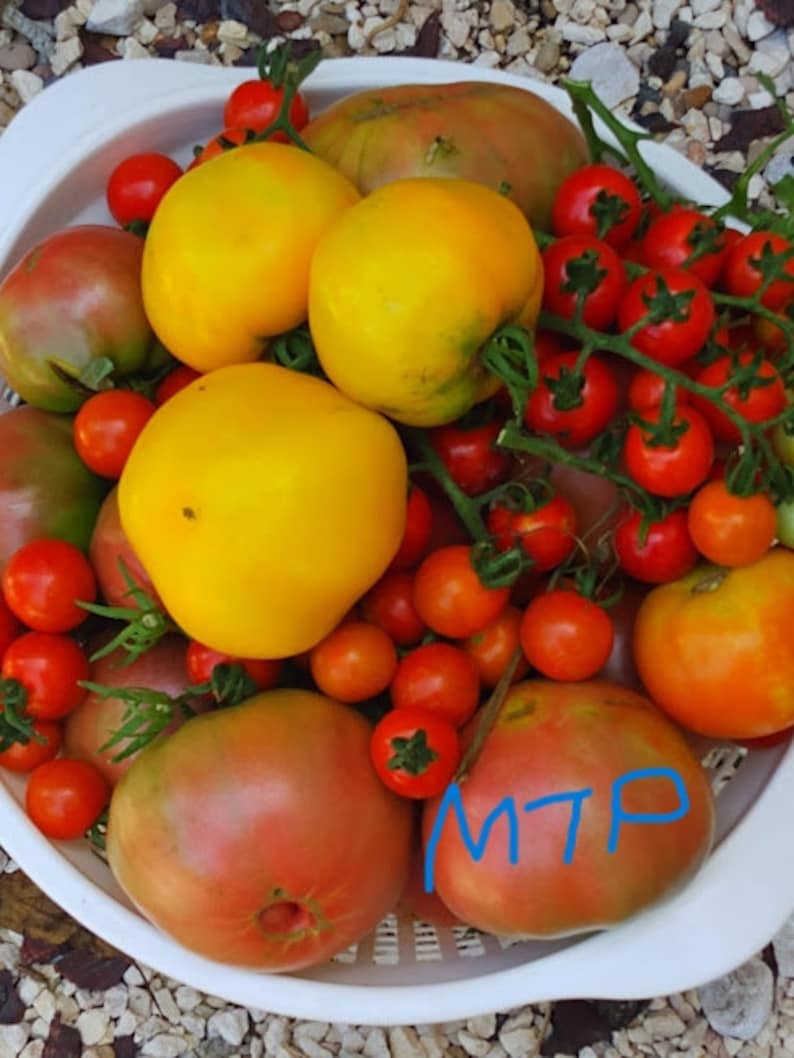 May include: A white bowl filled with a variety of red, yellow, and orange tomatoes. The tomatoes are arranged in a random pattern and some are still attached to their green vines. The bowl is sitting on a surface covered in small, white rocks.