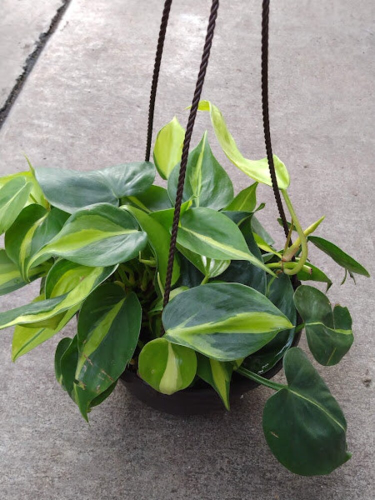 Discounts Outlet For Sale Brazilian Philodendron, Brazil