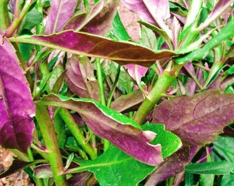 Okinawa Spinach, 12 Cuttings, Perennial Spinach, Super food,  Easy to Root