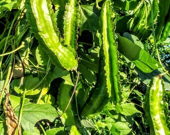 Winged Bean Seeds, Asparagus pea, Winged pea, Four Angled bean, Manila bean, and Dragon bean.