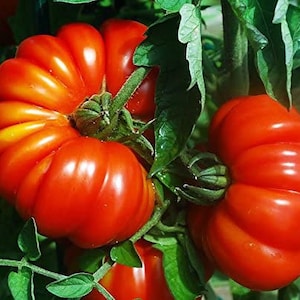 May include: Close-up of three red, ripe tomatoes growing on a vine. The tomatoes have a wrinkled, bumpy texture and are a deep red color.