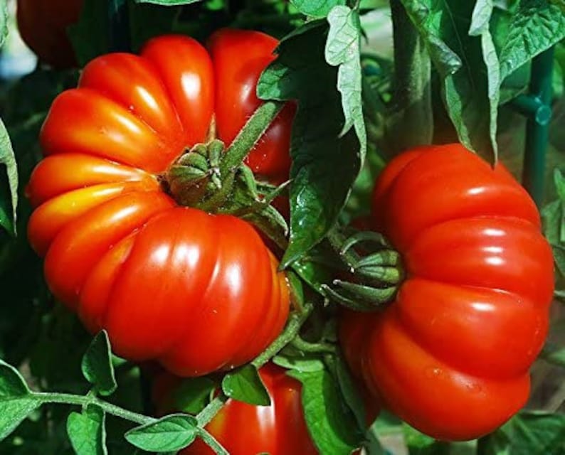 May include: Close-up of three red, ripe tomatoes growing on a vine. The tomatoes have a wrinkled, bumpy texture and are a deep red color.