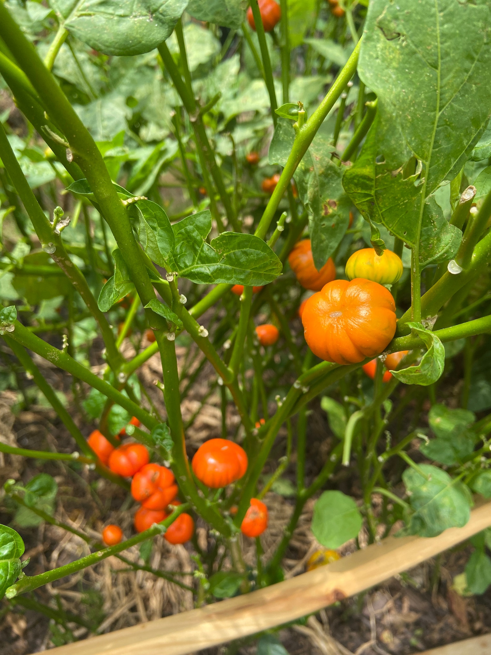 African Garden Egg SEEDS African eggplant Nigerian Garden Etsy