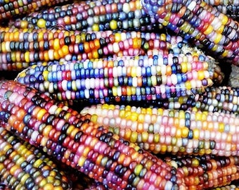 Blue Miniature Popcorn Corn Seeds – 25 Count, NON-GMO, Heirloom Vegetable Seeds For Home Gardening 5 thumbnail image