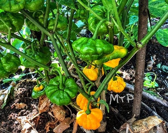 Yellow Scotch Bonnet Pepper Seeds, Scotch Bonnet Pepper, Jamaican Yellow Scotch Bonnet Pepper Seeds, Spice Pepper