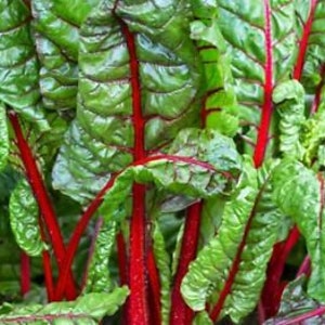 May include: Close-up of vibrant Swiss chard with deep green, textured leaves and striking red stalks. The leafy greens are bunched together, showcasing their natural, organic form. The image highlights the fresh, healthy appearance of the chard.