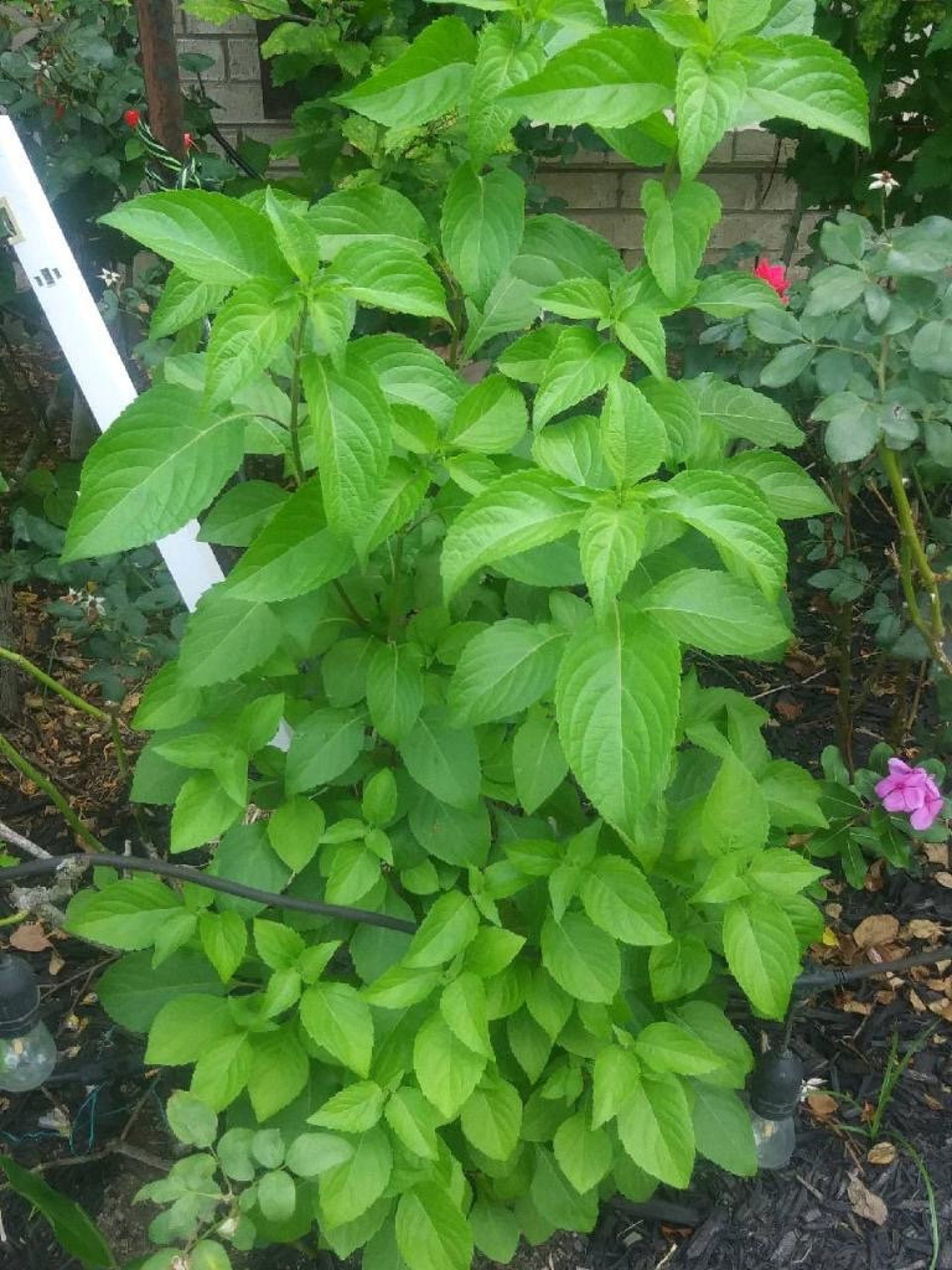 Scent Leaf SEEDS Clove Basil African Basil Nchanwu Efirin Etsy