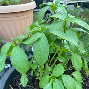 May include: A close-up of a green leafy plant growing in a black pot. The plant has large, green leaves and is surrounded by brown mulch.