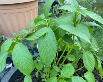 Egyptian Spinach seeds, Corchorus Olitorius Molokhia, Ewedu, Saluyot, SEEDS