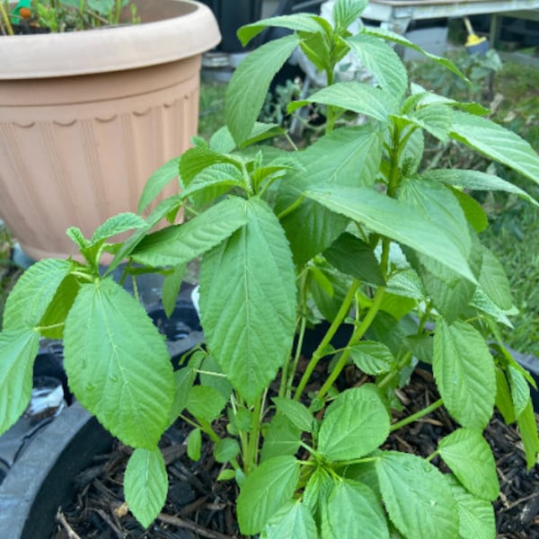 Egyptian Spinach seeds, Corchorus Olitorius Molokhia, Ewedu, Saluyot, SEEDS