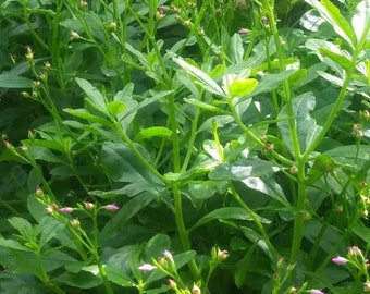 Waterleaf/ Jewels of Opar 20 Cuttings, Stem Cuttings for planting,  unrooted cuttings for planting, leaves may be removed to keep stem fresh