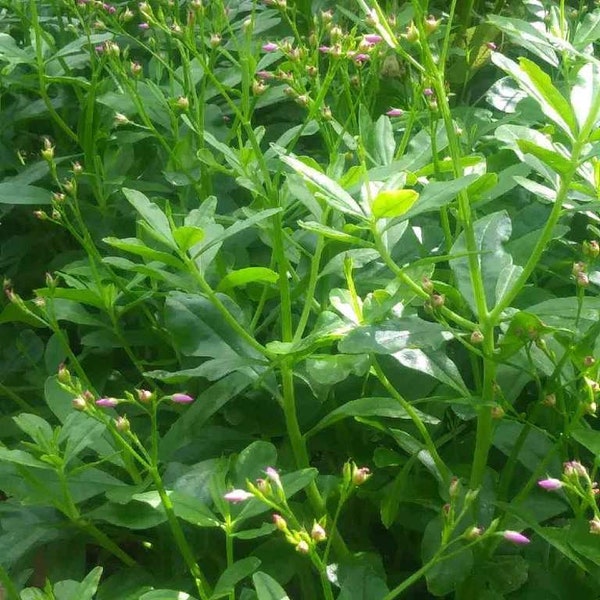 Waterleaf/ Jewels of Opar 20 Rooted plugs , Surinam Spinach (Talinum Triangulare) Surinam Spinach Rooted Plant