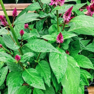 May include: A close-up of a potted plant with vibrant pink flowers. The plant has lush green leaves and is in a black pot. The text "M.T.P." is visible in the bottom left corner of the image.