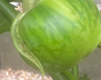 Gboma, Green African Garden Egg Seeds, Green solanum microcarpum, African bitterball, both the seeds and fruits are Edible, African eggplant