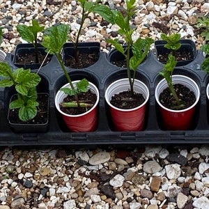 Ugu Seedling, Ugu plant,  Fluted Pumpkin  seedling, Rotted in 3" pot, choice of 1 plant, 2 or 3 plants