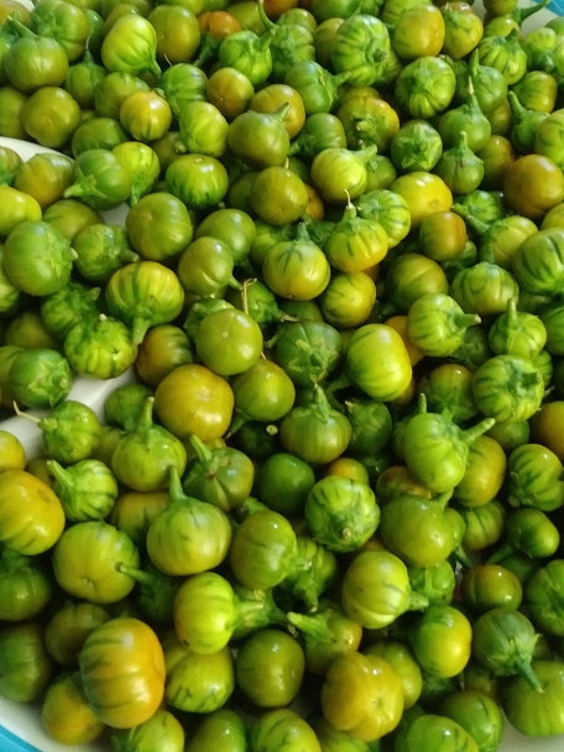 African Garden Egg SEEDS African eggplant Nigerian Garden Etsy