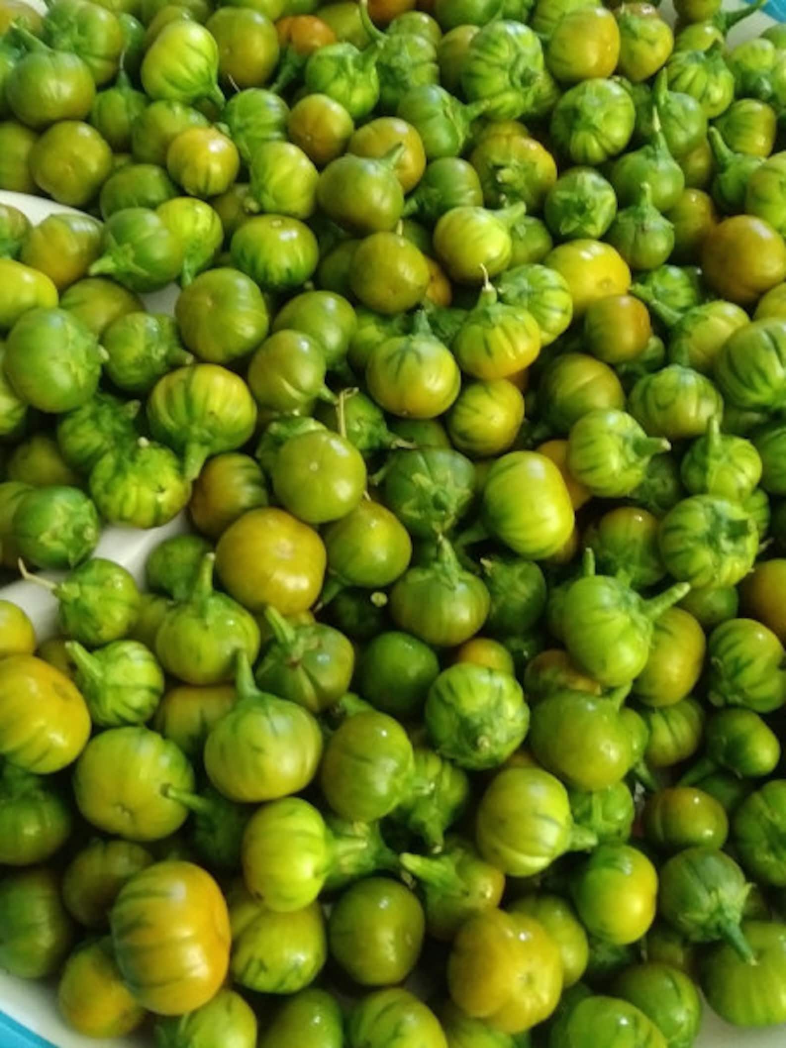 African Garden Egg SEEDS African eggplant Nigerian Garden Etsy