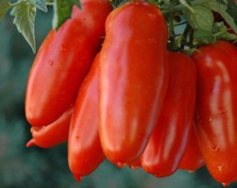 San Marzano Tomato Seeds.